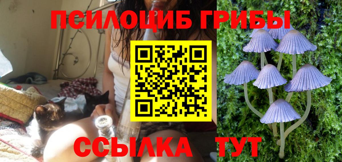 Галлюциногенные грибы Psilocybe Кудымкар